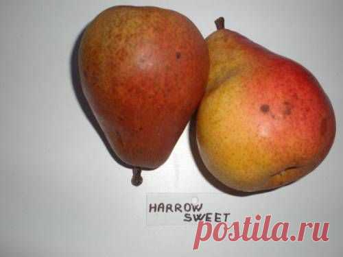 Груша Харроу Свит /Harrow Sweet/ Саженцы груши