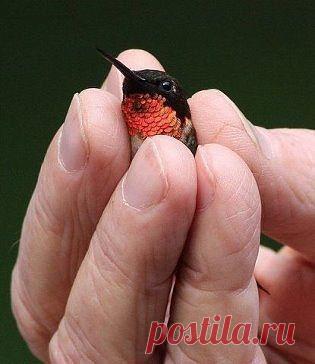 птенец Колибри