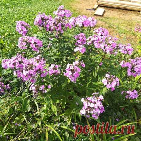Многолетний садовый цветок Флокс (Phlox). Многолетнее или однолетнее травянистое растение, реже полукустарник с ветвистыми стеблями и цветками разнообразных окрасок, собранными в рыхлые метельчатые или щитковидные соцветия. Разные виды цветут с мая по сентябрь.

Основные виды.
Из многолетних видов наиболее распространены: ф.метельчатый (Ph.paniculata) - корневищное растение высотой 50-150 см, цветки самых разнообразных окрасок, до 3 см в диаметре, собраны в метельчатые соцветия.