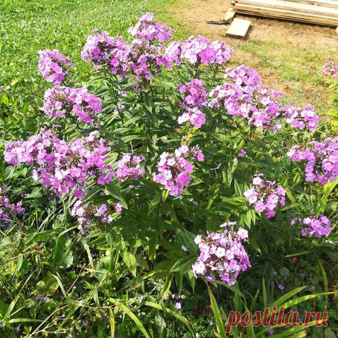 Многолетний садовый цветок Флокс (Phlox). Многолетнее или однолетнее травянистое растение, реже полукустарник с ветвистыми стеблями и цветками разнообразных окрасок, собранными в рыхлые метельчатые или щитковидные соцветия. Разные виды цветут с мая по сентябрь.

Основные виды.
Из многолетних видов наиболее распространены: ф.метельчатый (Ph.paniculata) - корневищное растение высотой 50-150 см, цветки самых разнообразных окрасок, до 3 см в диаметре, собраны в метельчатые соцветия.