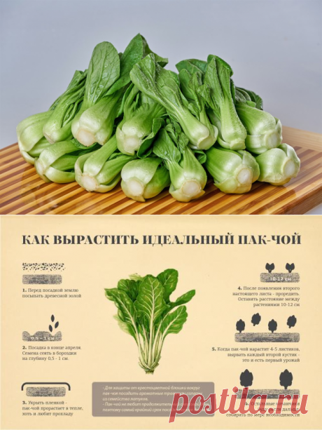 Капуста пак- чой - описание растения и способов его выращивания