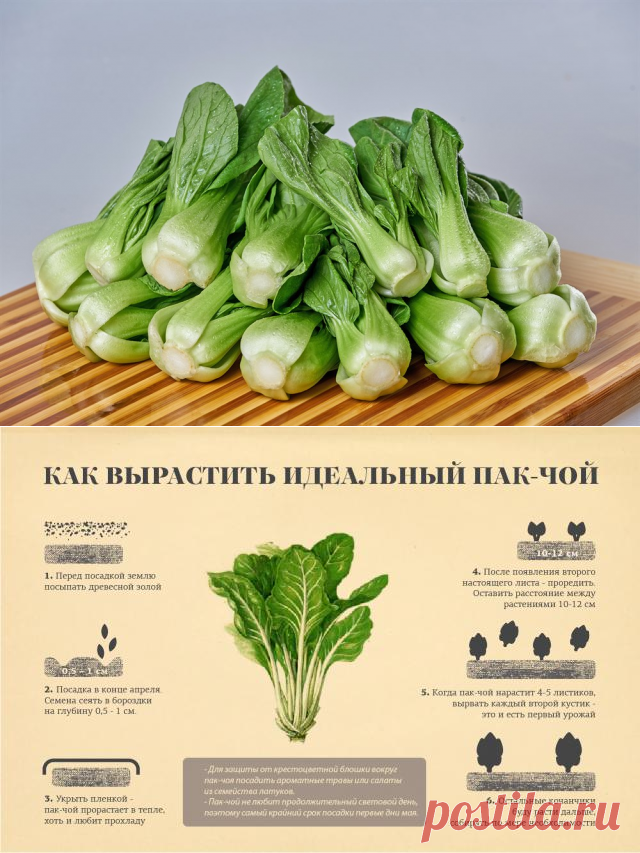 Капуста пак- чой - описание растения и способов его выращивания