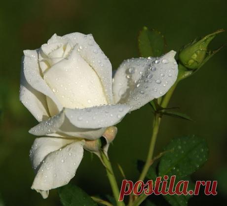 h-1029.jpg (1024×930)