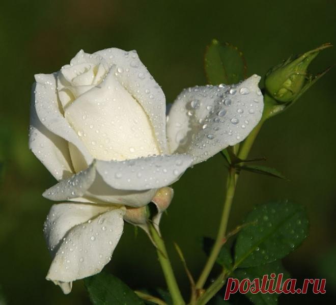 h-1029.jpg (1024×930)