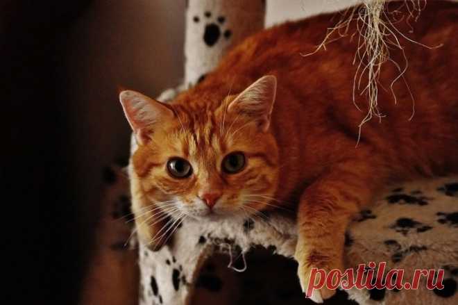 Смешная история про кота и будильник...)
