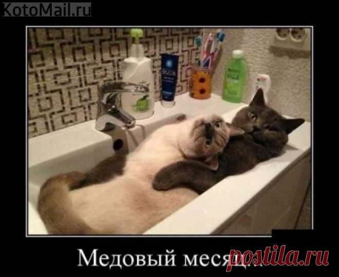 Феном? | KotoMail.ru