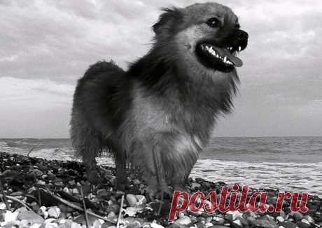 Муму-01. Иван Тургенев - 9 Ноября 2018 - Персональный сайт