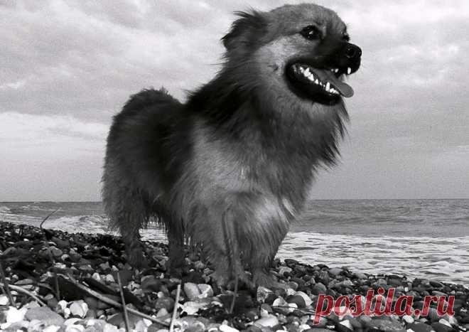 Муму-01. Иван Тургенев - 9 Ноября 2018 - Персональный сайт