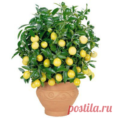 Как вырастить лимон дома | Хитрости Жизни