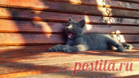 котёнок зевает лёжа на деревянной скамье