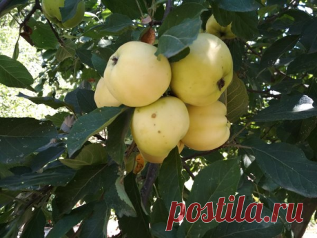 Как увеличить урожайность яблони в 2 раза на будущий год – не забываем про полив и подкормку