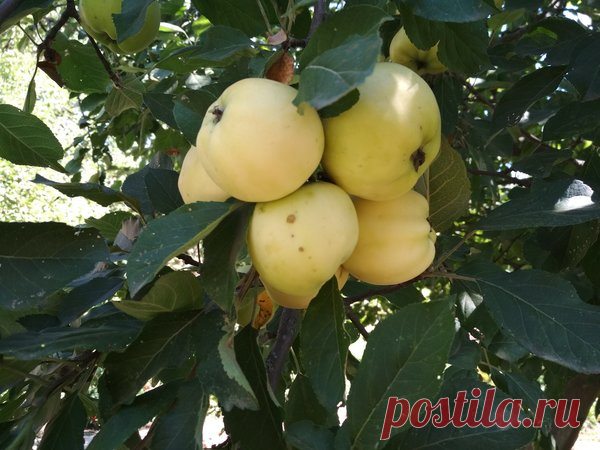 Как увеличить урожайность яблони в 2 раза на будущий год – не забываем про полив и подкормку