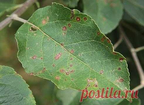 Парша яблони. Что делать? | 6 соток