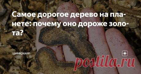 Самое дорогое дерево на планете: почему оно дороже золота? Статья автора «ЦИФРОХАЙП» в Дзене ✍: Может ли кусочек древесины стоить дороже драгоценностей? Звучит странно, но это правда.