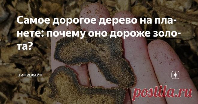 Самое дорогое дерево на планете: почему оно дороже золота? Статья автора «ЦИФРОХАЙП» в Дзене ✍: Может ли кусочек древесины стоить дороже драгоценностей? Звучит странно, но это правда.