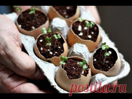 И почему я раньше так не делала? Как использовать коробки из под яиц в садоводстве?