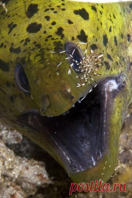 * Astaara * приколол(а) это к доске Photos - Water Animals