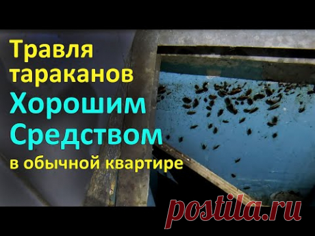 Хорошее средство от тараканов в квартире