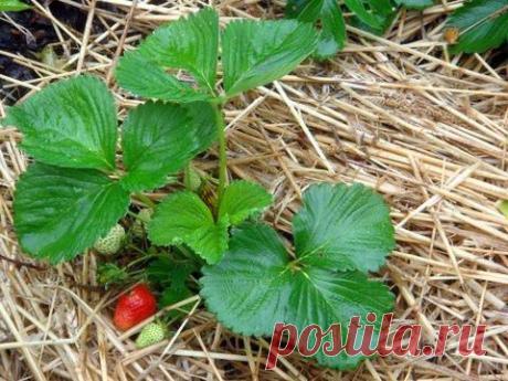 Зачем рекомендуется МУЛЬЧИРОВАТЬ почву?