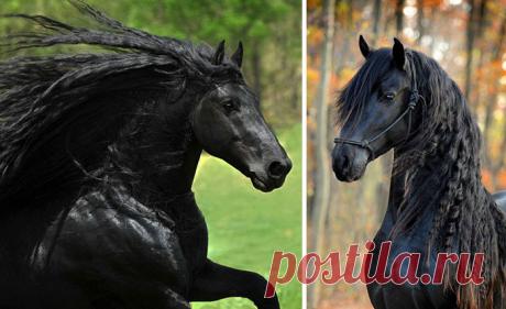 Самая красивая лошадь в мире — черный жеребец Фридрих Великий
