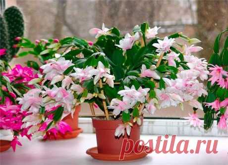Четыре цвета в одном горшке :) Вот это красавец!