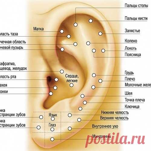 О чем может рассказать форма и цвет ушной раковины