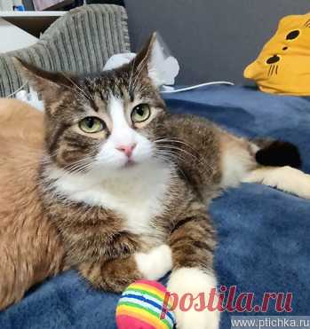 Ищет дом прекрасная кошка Хлоя — животные в дар | Птичка.ру
