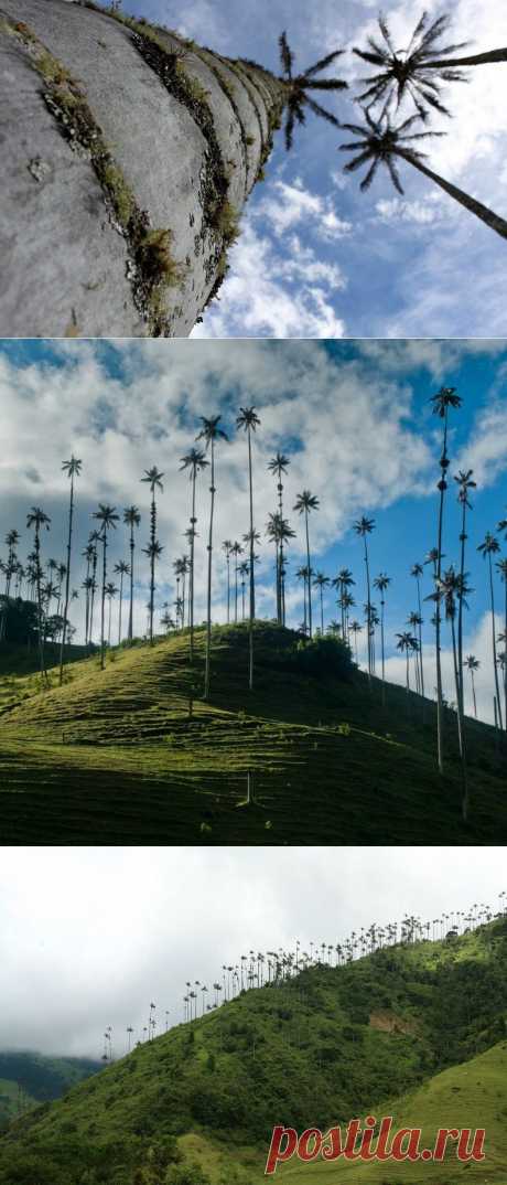 » Кокора – долина уникальных пальм