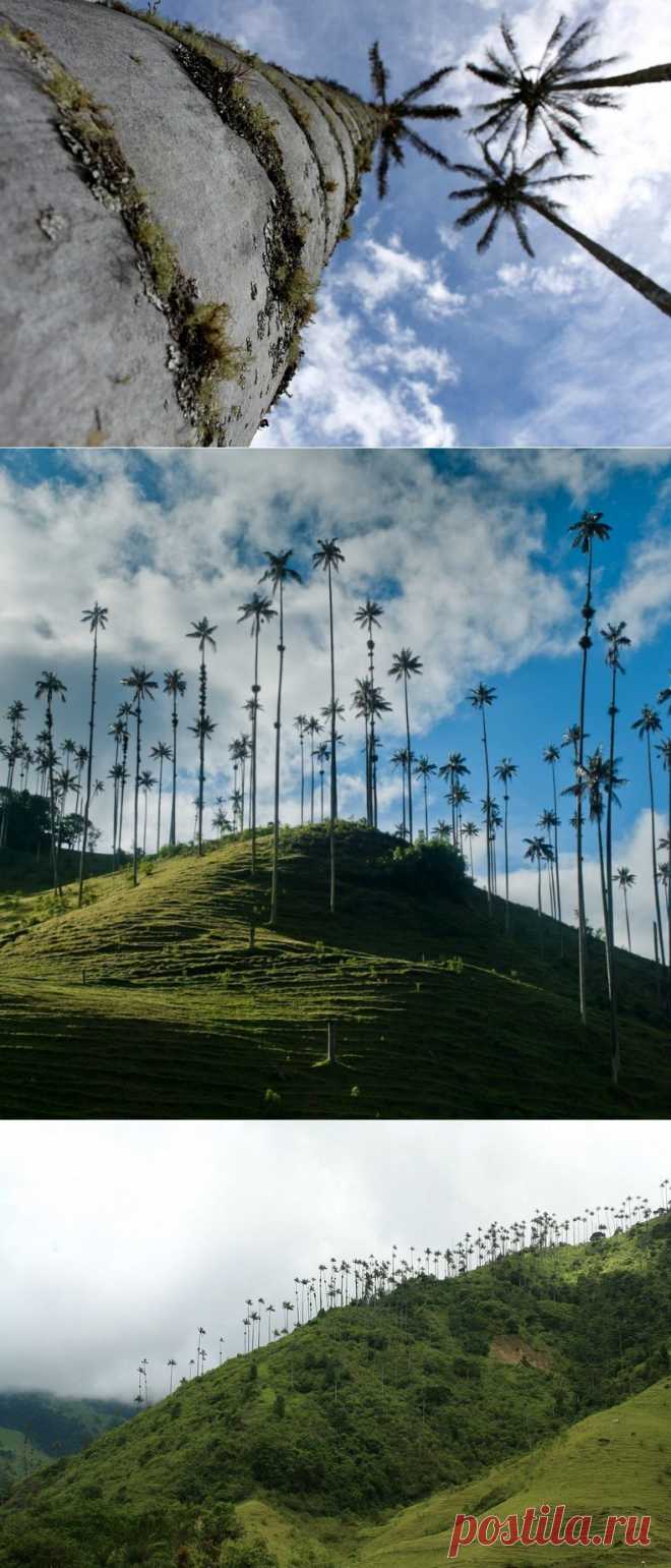 » Кокора – долина уникальных пальм