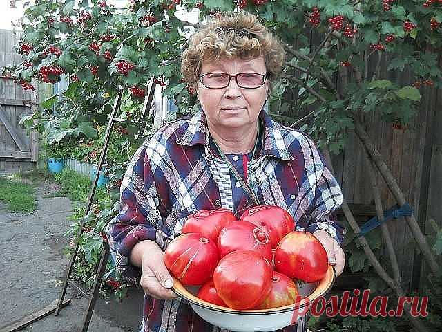 ПОМИДОРНЫЕ СЕКРЕТЫ БЫСТРОГО СОЗРЕВАНИЯ


Из интернета. 