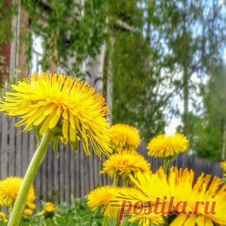 Одуванчики - мая веснушки.

#пермь#весна#одуванчики#май#прирола#nature#домиквдеревне🏡#natureofrussia#природароссии#r_u_s_s_i_a#фотодляроссии#landscape_russia#village#русскаякрасота#natgeorussia#широкастранамояродная#russiamylove#русскаяглубинка#russia_fotolovers#моястранароссия#rus_photos#photo_russia#russiaonline#walk_on_russia#po_strane#perm_online