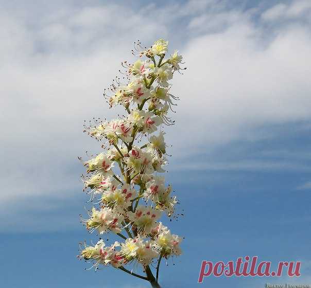 Для Вас! ✈ ♥ фото 📷 #Виктор_Гончаров