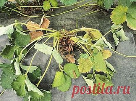 Вкусная клубника: Вертициллезное увядание. Клубника (садовая земляника).

Заболевание вертициллезное увядание клубники широко распространено в европейской части, но бывает попадает и в Сибирь вместе с посадочным материалом. Кроме земляники, поражает картофель, томаты, огурцы, перец, плодовые, малину, крыжовник, смородину. Заболевание может быть скоротечным, при этом растения погибают за месяц, или иметь хроническую форму, при которой растения не погибают полностью, а несут скрытую инфекцию, ко