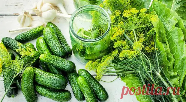 (10) 8 лучших дачных рецептов соленых и маринованных огурцов - Будет вкусно - 14 июля - 43147281128 - Медиаплатформа МирТесен