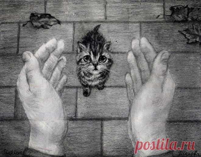 Ну не котик, а прелесть! Вознаграждение... | Все о наших питомцах