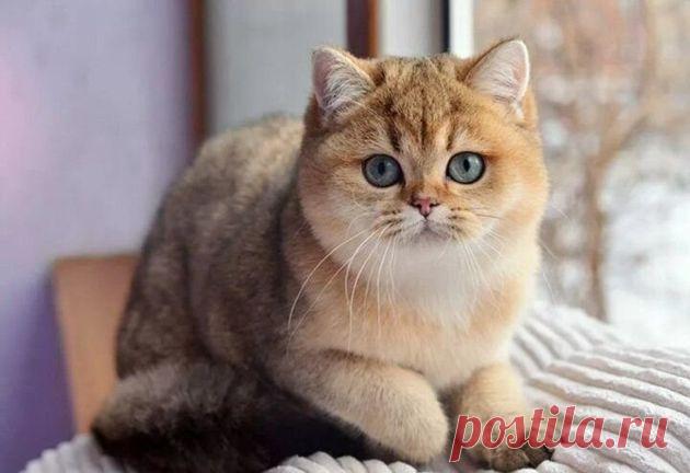 Почему золотая шиншилла такая популярная и относиться ли она к породе или это просто расцветка | Энциклопедия кошек Пульс Mail.ru