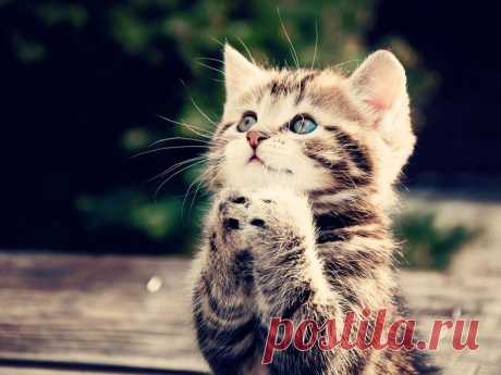 МИЛЫЕ ПОРТРЕТЫ МАЛЕНЬКИХ КОТЯТ - КОТОПОЗИТИВ НА ВЫХОДНЫЕ