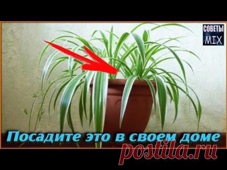 Обязательно посадите эти комнатные растения у себя в доме - YouTube