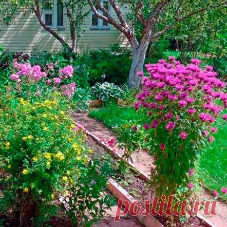 Многолетний садовый цветок Монарда (Monarda). Однолетнее или многолетнее травянистое растение с высоким прямостоячим стеблем, продолговатыми сильно пахнущими супротивными листьями и двугубыми цветками, собранными в мутовчатые или головчатые соцветия. Цветет в июле - августе.

Основные виды.
К многолетним видам относятся: м.двойчатая, или парная (M.didyma) - с длинным горизонтальным корневищем, высотой 80-100 см, листья ланцетные, заостренные, цветки до 5 см длиной.