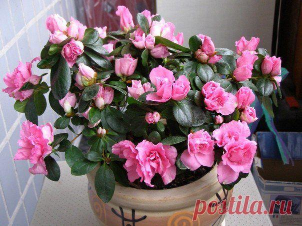 Азалия. Как выбирать цветок. Секреты ухода..