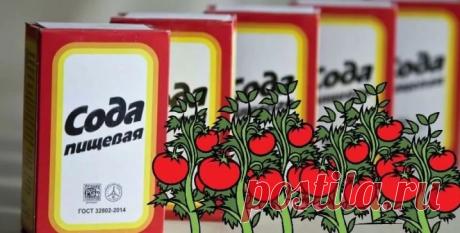 Сода для томатов