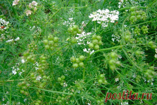 Лекарственное растение Кориандр посевной (Coriandrum sativum). Однолетнее растение высотой 20-60 см. Незрелые плоды, а также свежие растения неприятно пахнут клопами. Цельные городчатые прикорневые листья вскоре вянут. Стеблевые листья дважды- или триждыперистые, нижние с яйцеобразными сегментами, верхние с линейными листочками. Цветки белые или светло-розовые, собраны в 3-5-лучевые зонтики. В отличие от многих других зонтичных плоды кориандра не распадаются на 2 плодика.