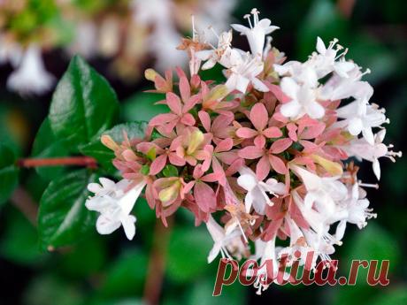 Уход за абелией крупноцветковой в домашних условиях: полив и подкормка абелии, пересадка и размножение