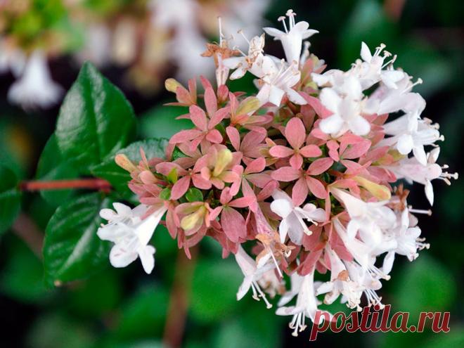 Уход за абелией крупноцветковой в домашних условиях: полив и подкормка абелии, пересадка и размножение