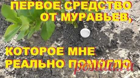 Как избавиться от муравьев на участке. Дешевый и простой способ.