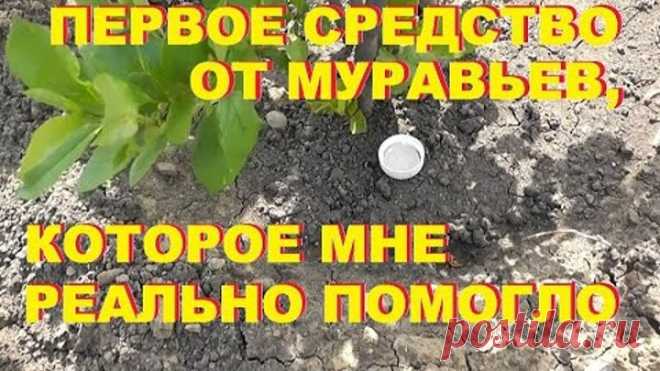 Как избавиться от муравьев на участке. Дешевый и простой способ.