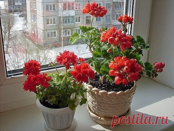 Чудо-удобрение для ГЕРАНИ