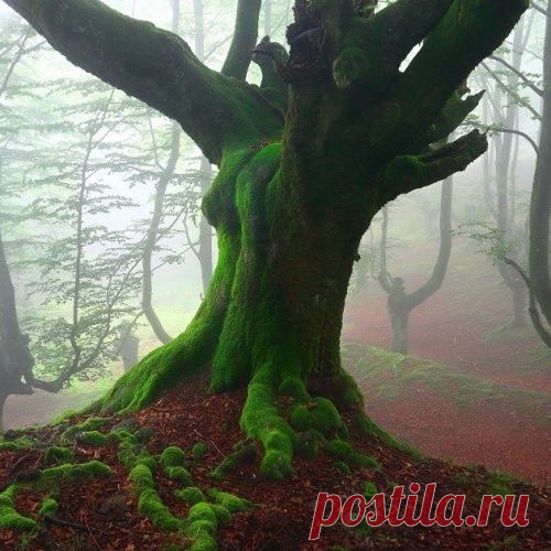 Мистический и таинственный лес Страны Басков