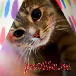 Ученые нашли необычное применение кошкам!