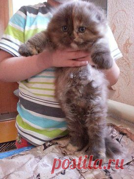 Одноклассники